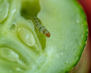 Pickleworm in cucumber