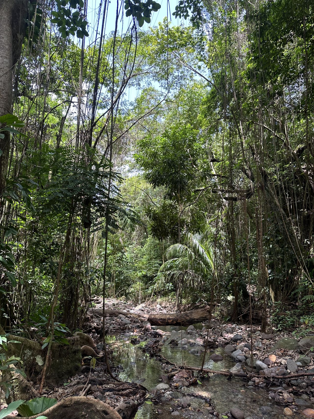 The Caribbean rainforest in St Kitts island