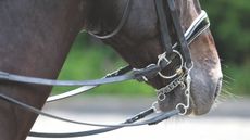 A close up of a double bridles