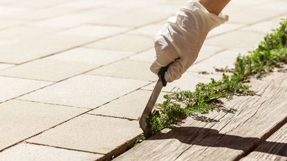 person removing weeds from a patio using a weeding knife