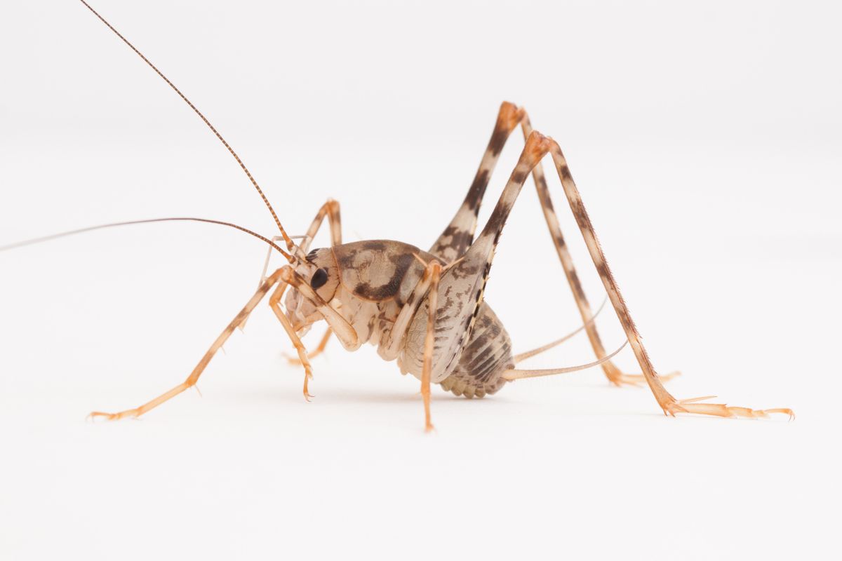 Asian camel cricket