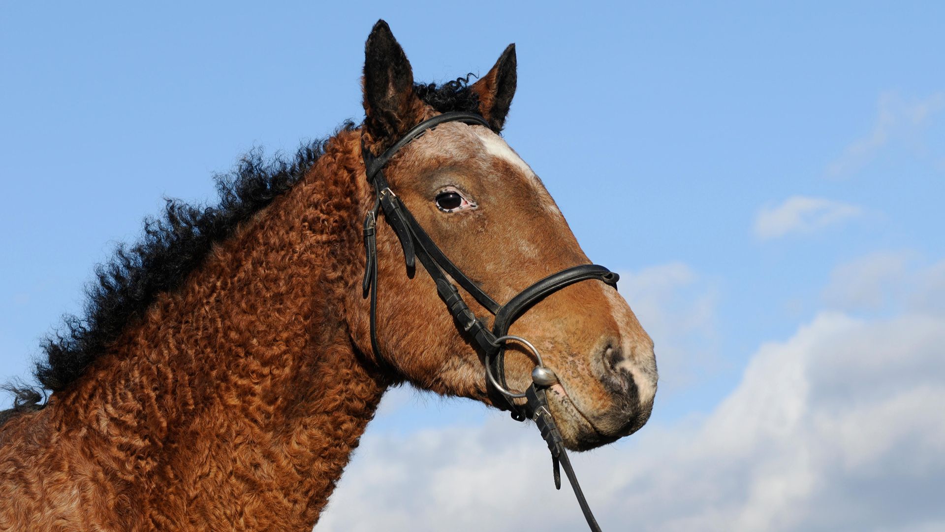 Curly coated American Bashkir curly