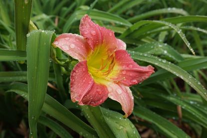 How To Grow Daylilies Care Tips Types And More Livingetc