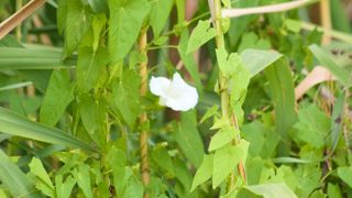 bindweed with white flowers