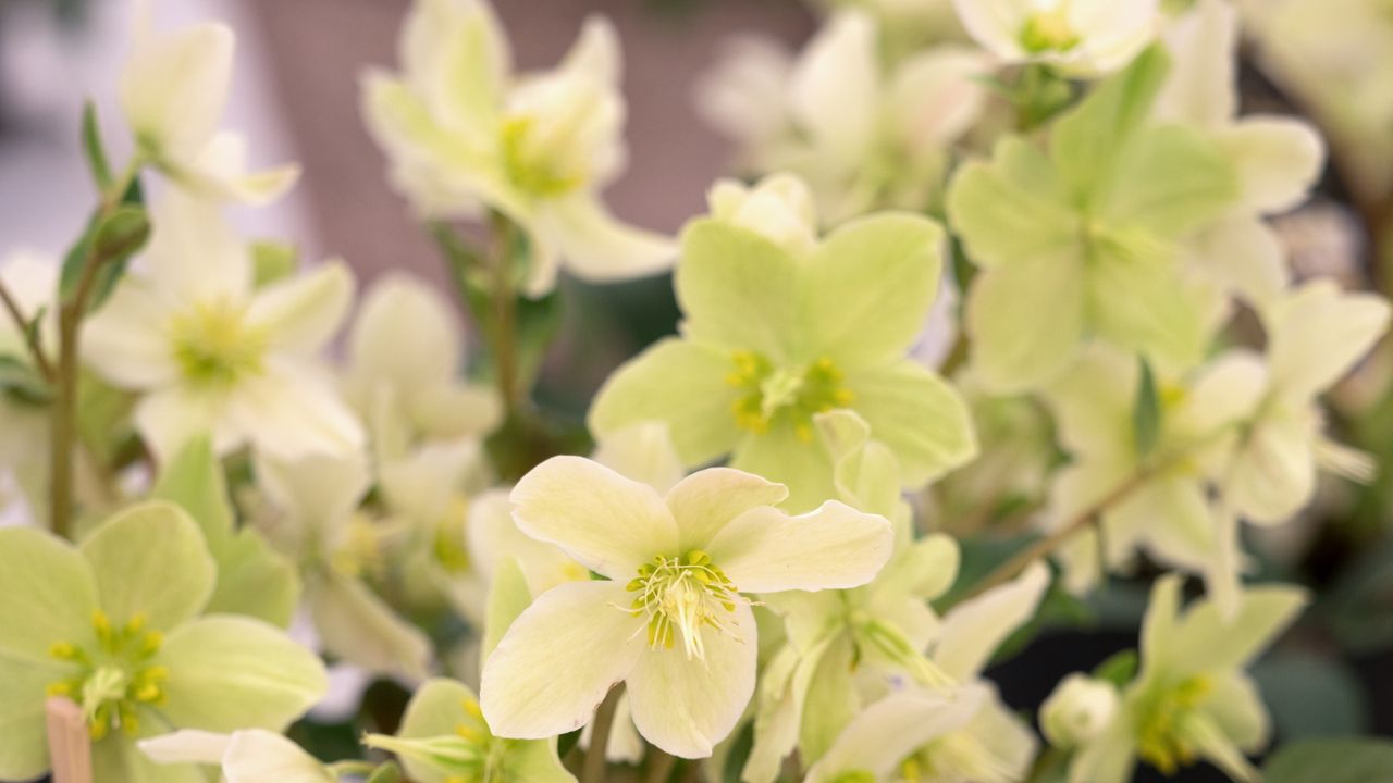 Hellebore flowers in yellow