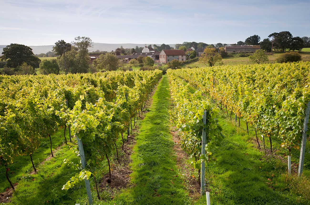 english vineyards post-lockdown