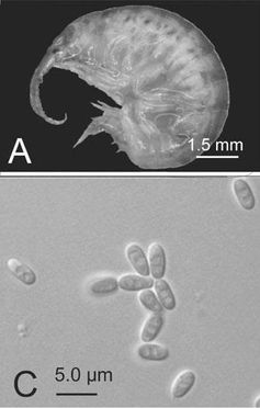 Top: A heavily infected amphipod. Bottom: Spores of C. dikerogammari