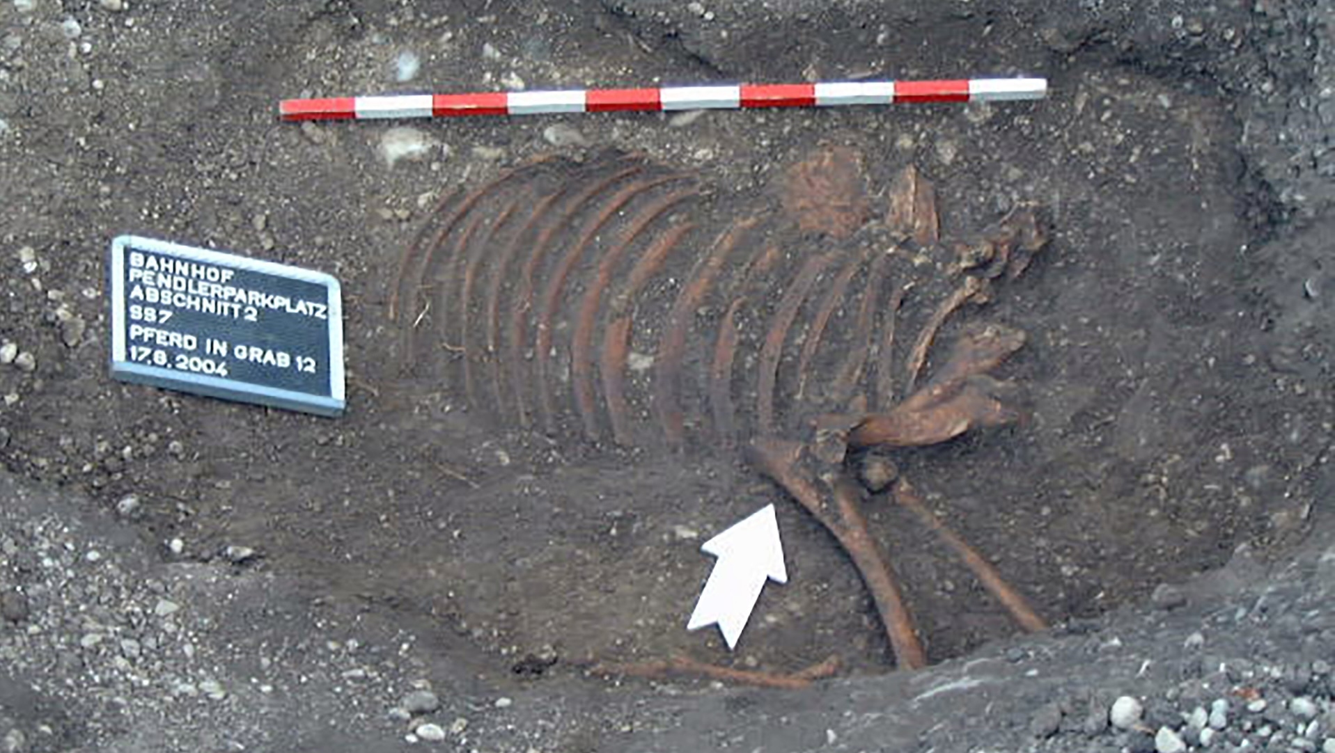 a photo of the horse remains in the burial