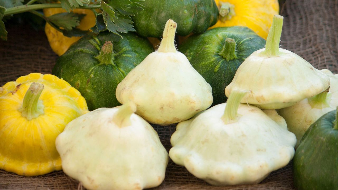 Yellow, white and green patty pan squashes