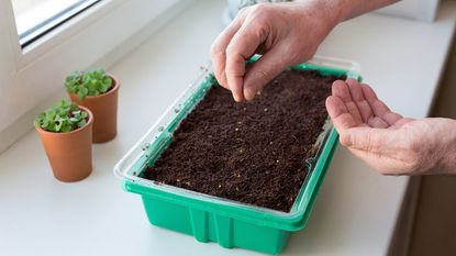 windowsill gardening, planting seeds indoors 