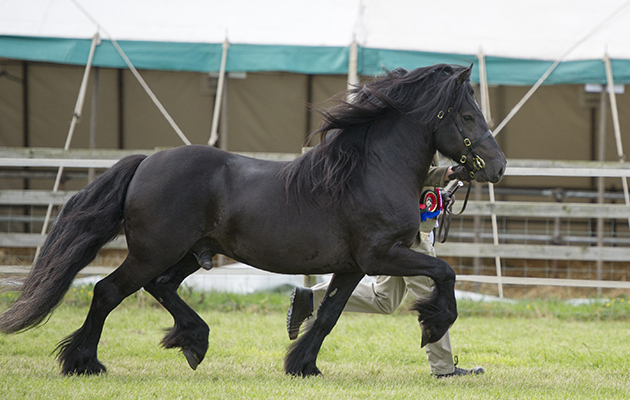 Townend Believer