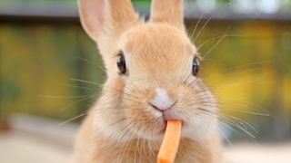 Rabbit eating a carrot