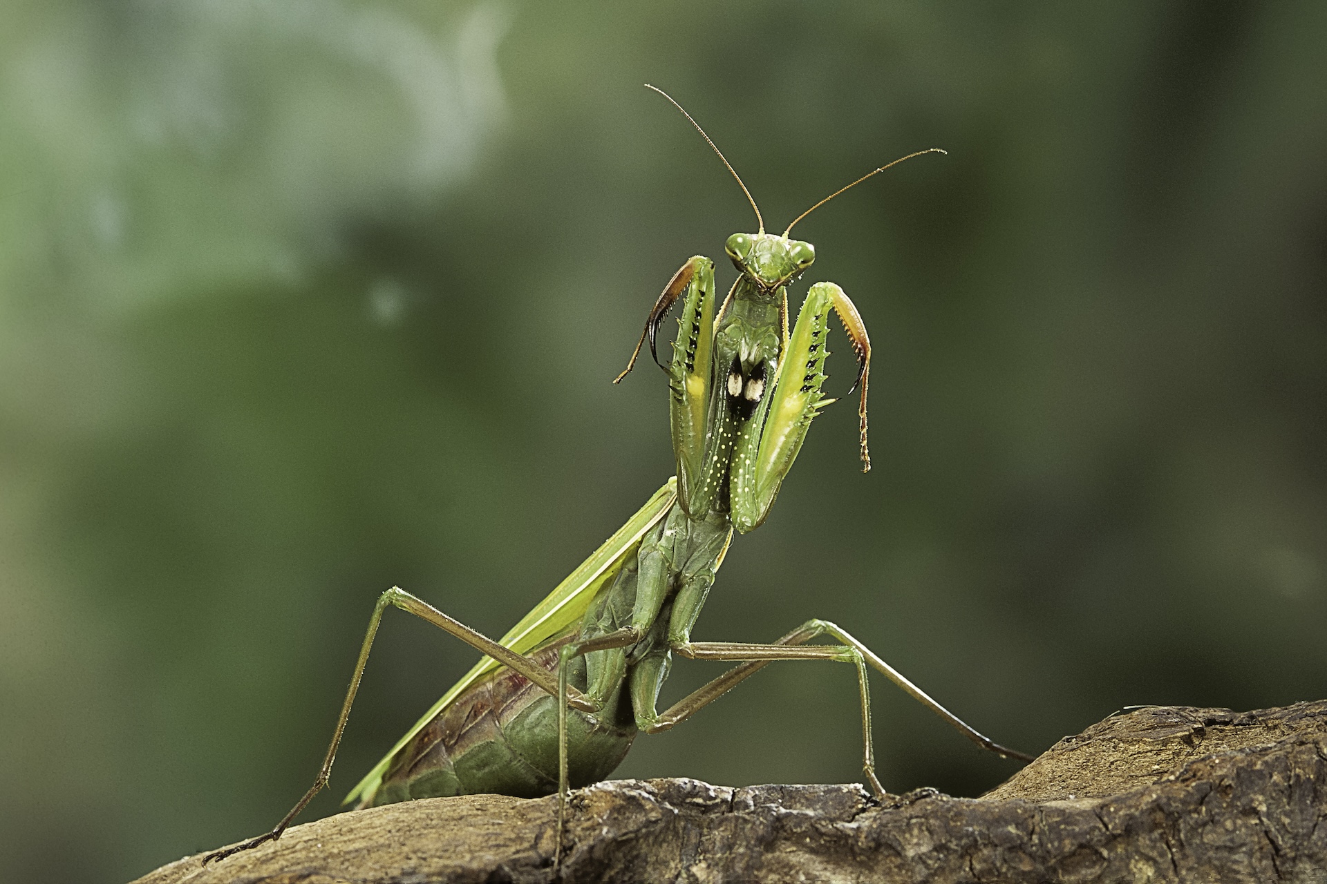 a praying mantis stands on a branch