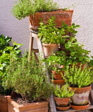 Potted herbs arranged on plant stand display