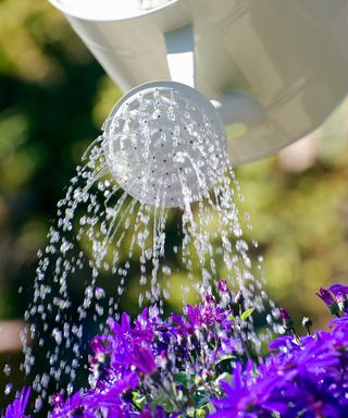 watering purple flowers