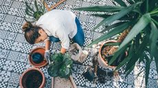 How to prevent pests when you bring houseplants back indoors 