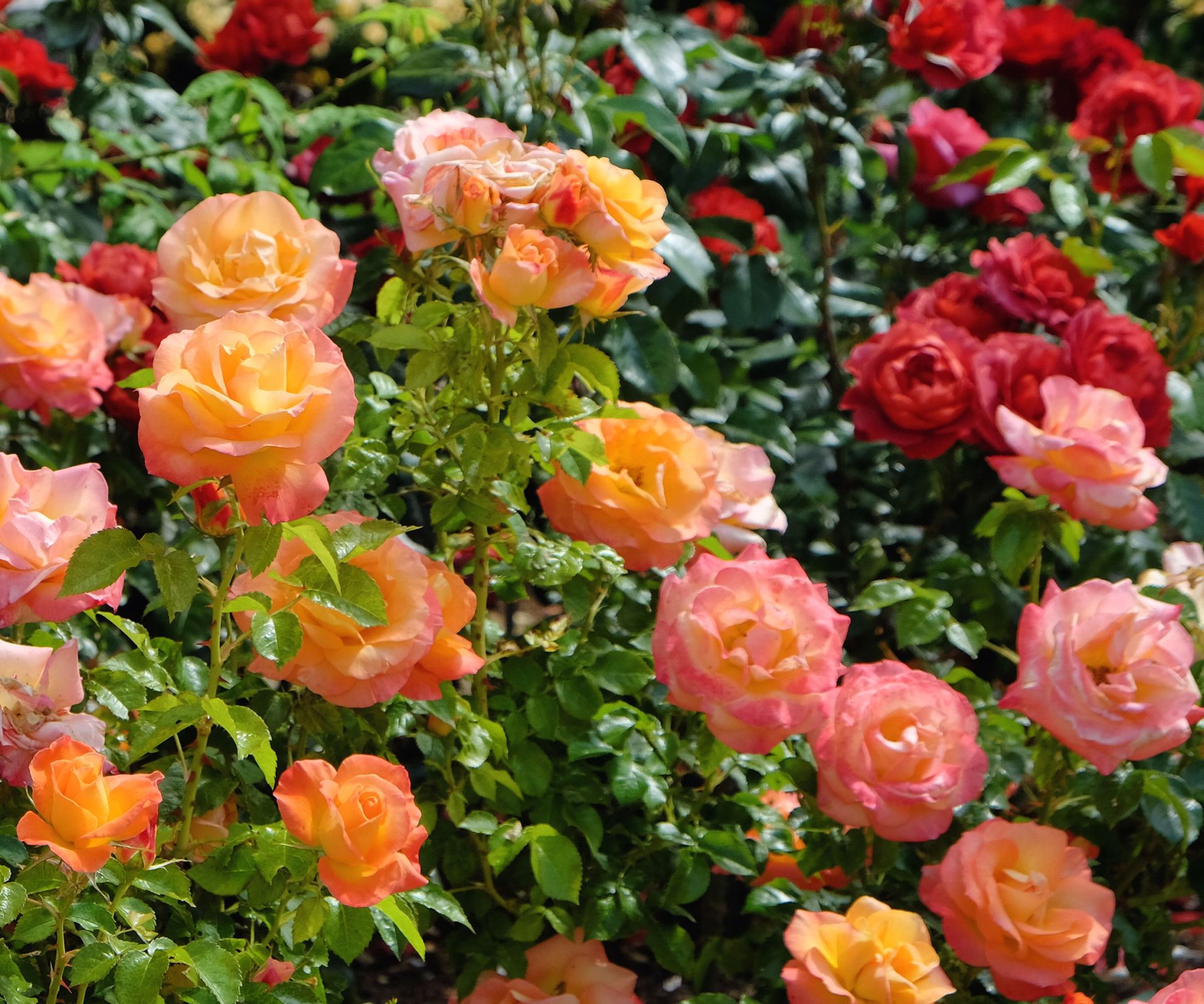 peach and pink and red roses in detail showing flowers in bloom