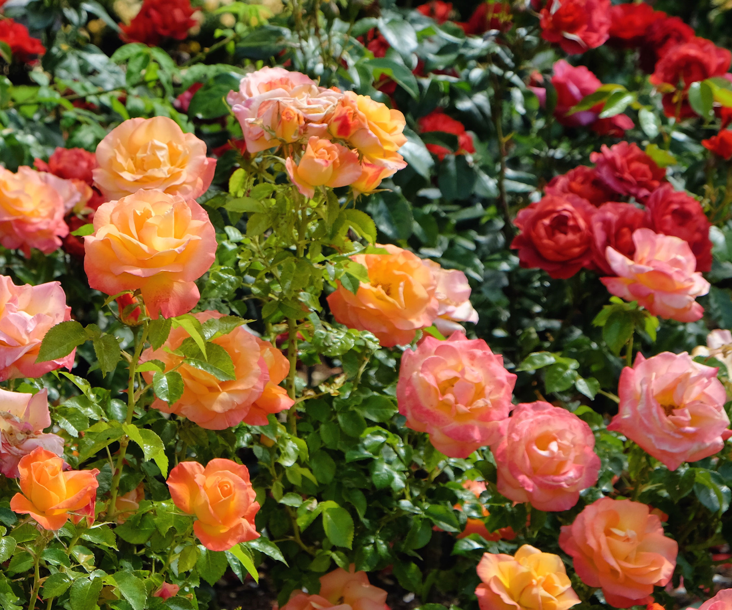 peach and pink and red roses in detail showing flowers in bloom