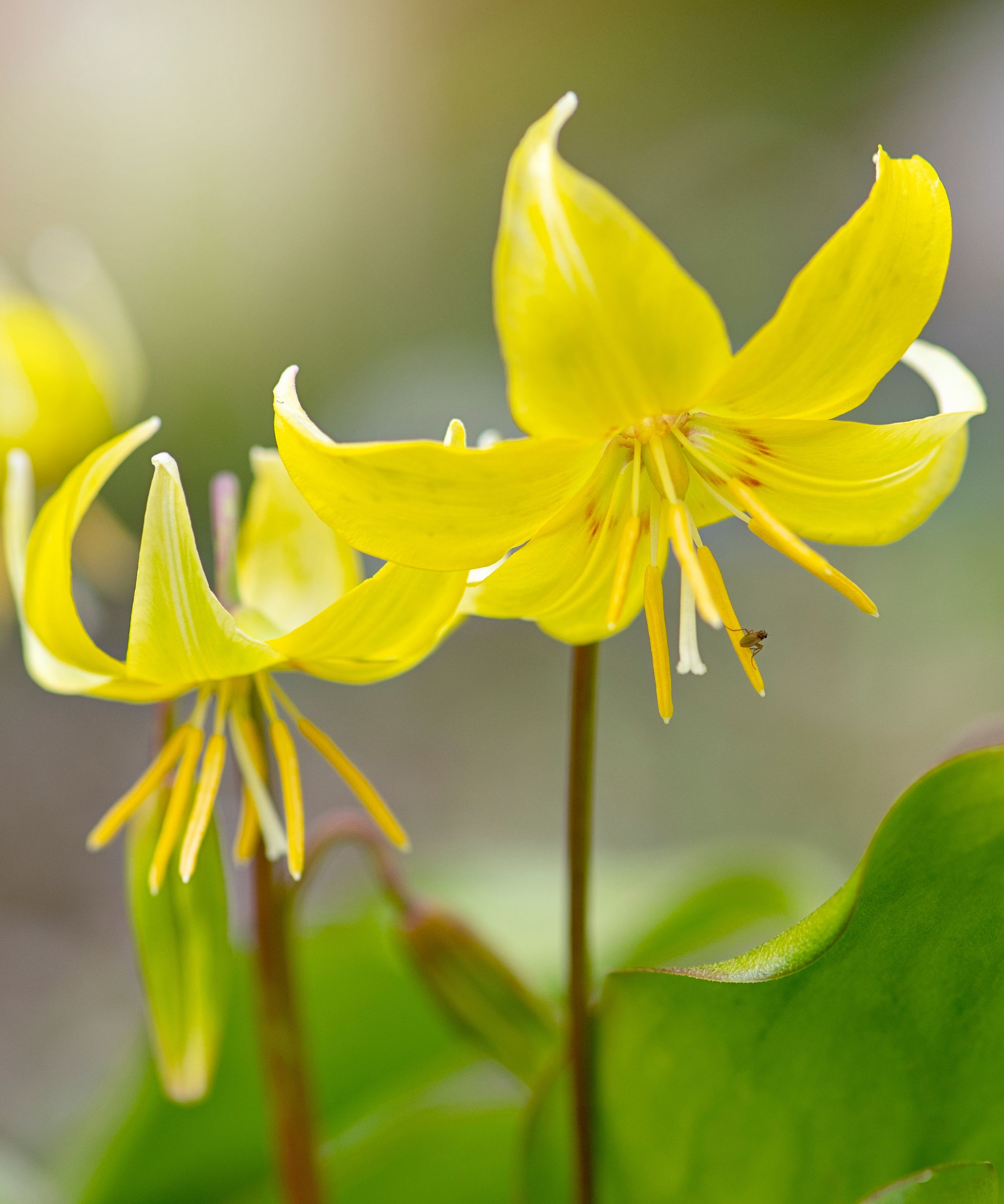 Yellow dog tooth violet