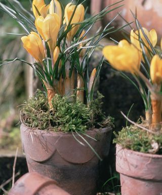 terracotta pots planted with yellow crocus