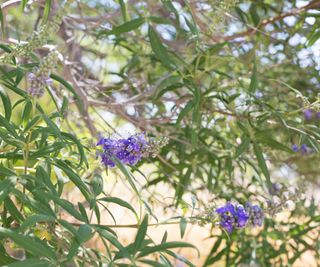 flowering Vitex agnus castus tree (chaste tree)