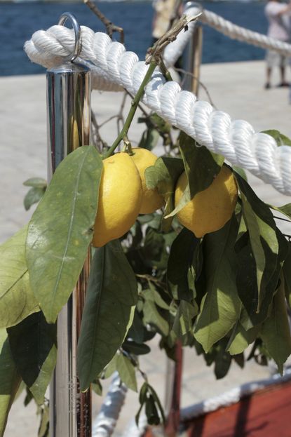 Lemon Tree Branch Hanging Over A White Rope