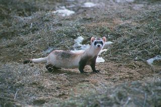 extinct-species-black-footed-ferret-111010-02