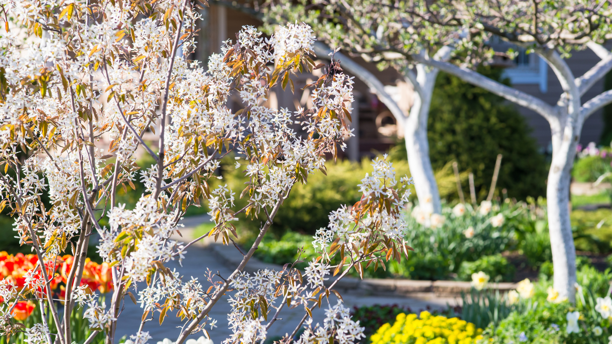 serviceberry bush in bloom in spring garden