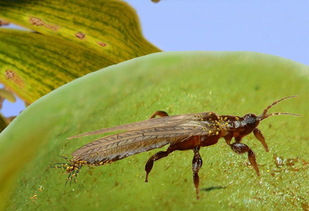 Reconstruction of &lt;em&gt;Gymnospollisthrips&lt;/em&gt; with pollen attached to the body over an ovulate organ of a gingko.