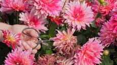 dahlias being deadheaded with scissors