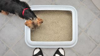 Small Yorkshire Terrier dog peering into a litter box