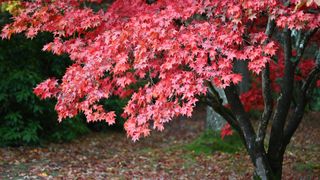 Japanese Maple tree in a backyard