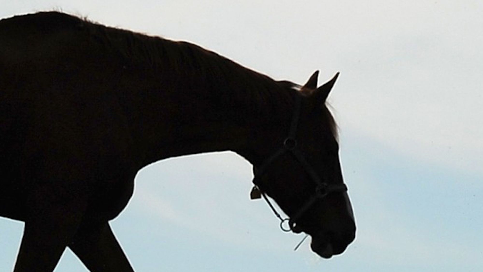 Arrests made following major operation into suspected horse trafficking