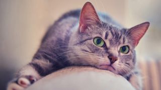 Cat on couch