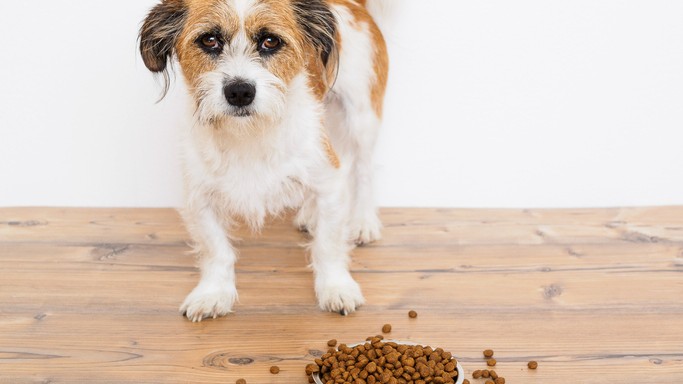 best dog food for food sensitivities