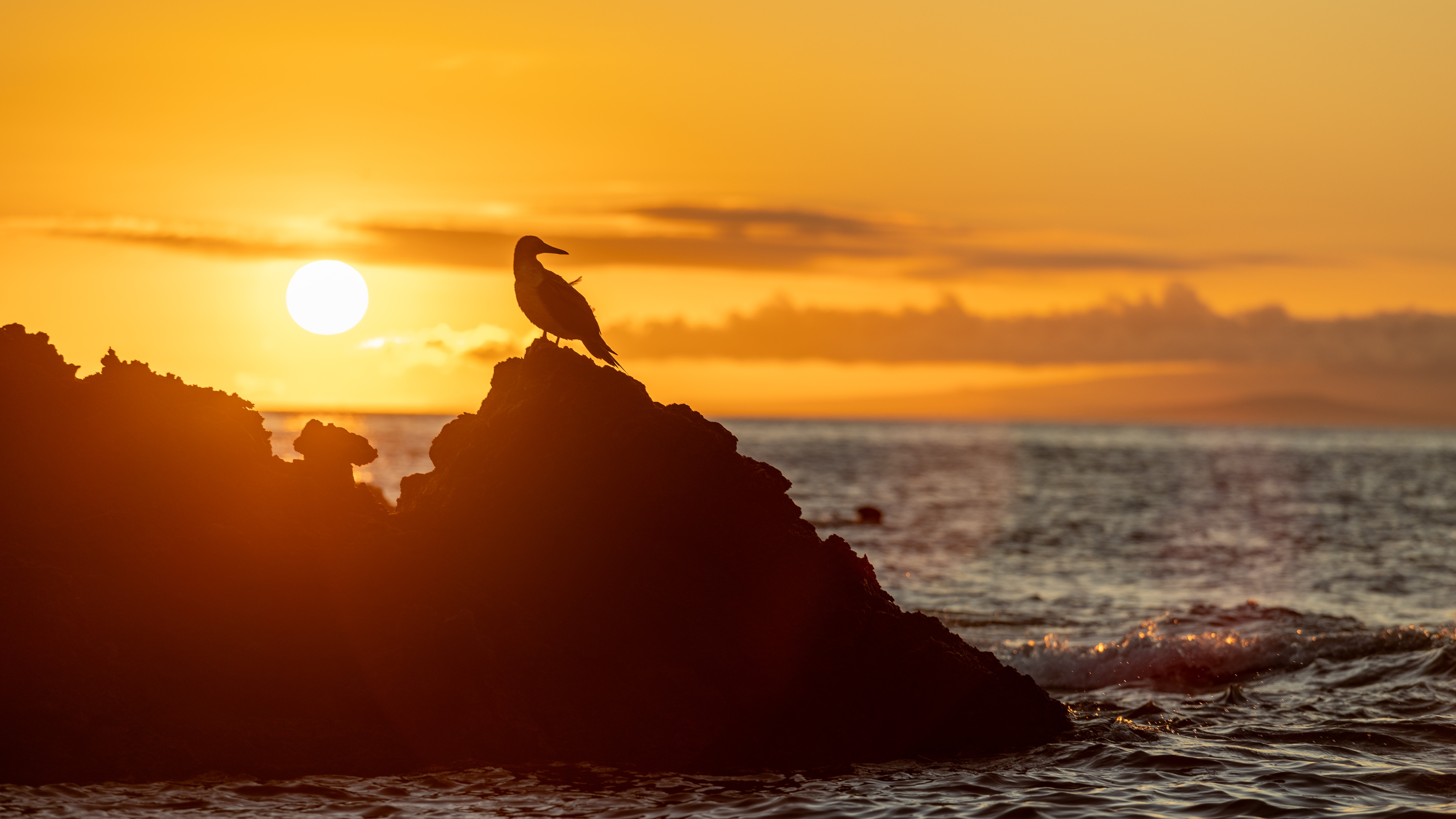 A seabird perches on a rock by the ocean as the sun sets behind it.