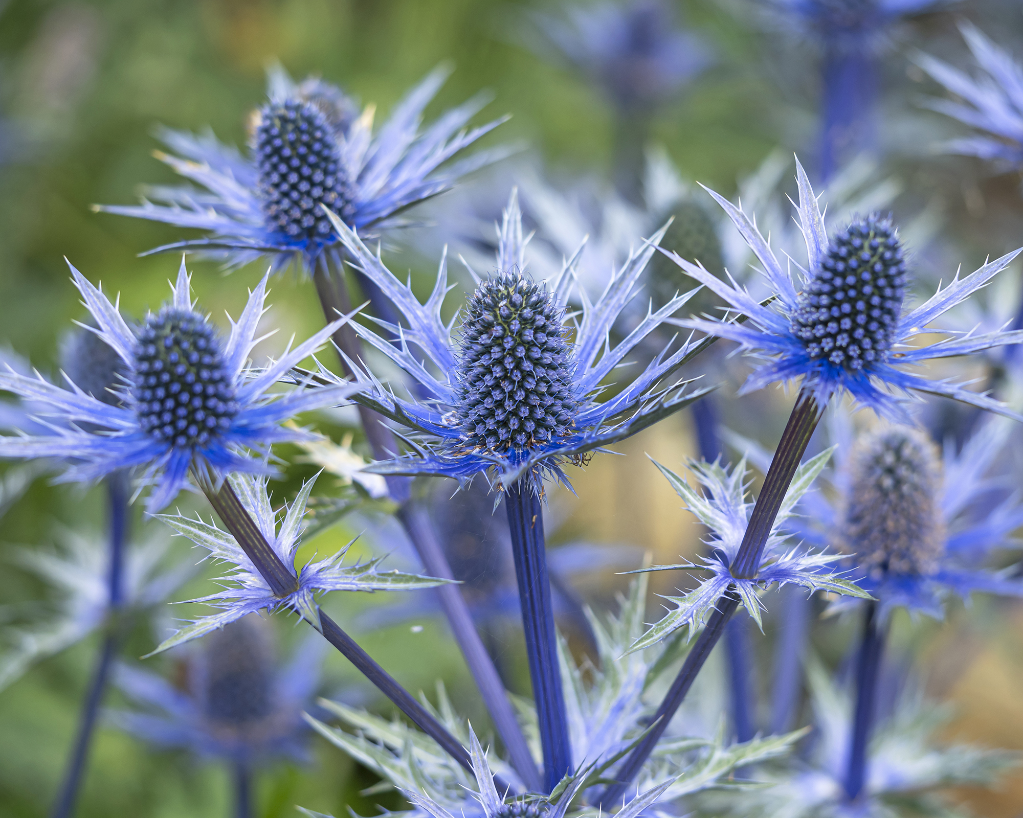 Eryngium or sea holly blue flowers
