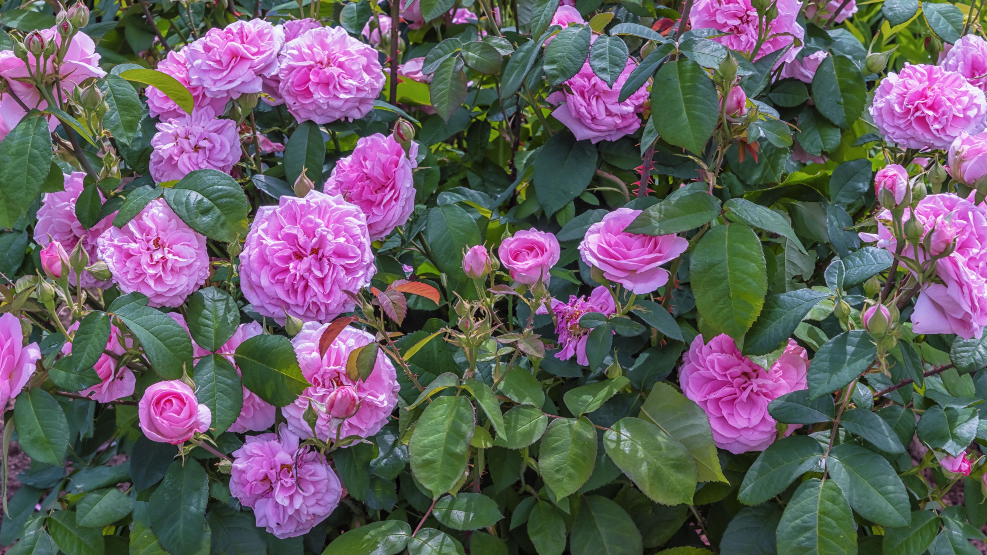 Rose 'Gertrude Jekyll' growing in garden