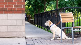 labrador waiting patiently