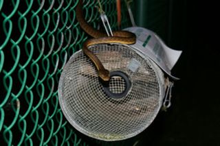 An invasive brown tree snake near a trap.