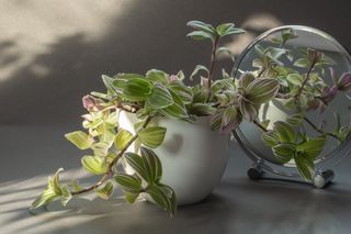 A tradescantia houseplant in a white pot