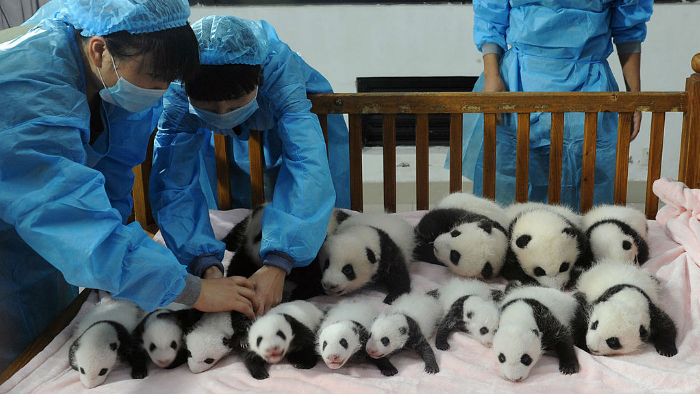 There has been intense effort to replant bamboo forests, which provide food and shelter for the bears