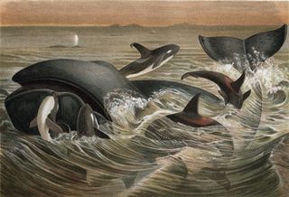 Uma gravura de baleias e orcas no oceano