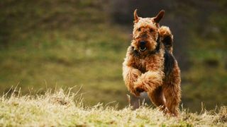 Airedale terrier running through field