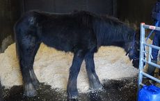 Bransby rescue
