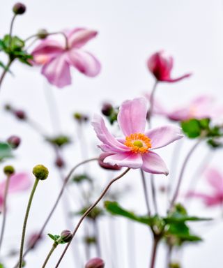 Pink Japanese anemone flowers