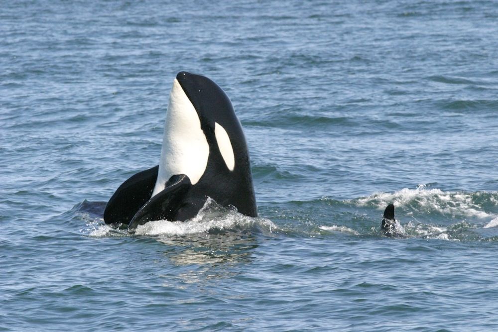 A killer whale, or orca