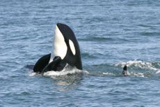 A killer whale, or orca