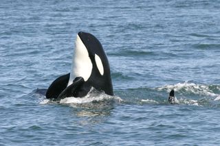 A killer whale, or orca