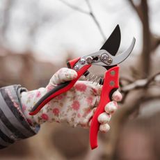 gloved hand holding red secateurs in winter garden
